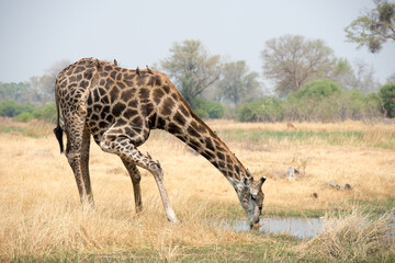 Naklejka na ściany i meble Giraffe drinking at a waterhole in Botswana's Okavango delta , Africa.