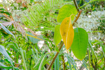 Obraz premium Closeup shot of fresh green leaf of exotic plant growing in garden. Green plant leaves. The nature of green leaves in the garden in summer. Natural green leaves plants using as spring ecology greenery
