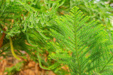 Araucaria heterophylla, green leaves background. It's also known as star pine, triangle tree or living Christmas tree, due to its symmetrical shape as a sapling. Norfolk Island pine.
