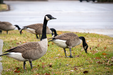 Canadian Geese Eating Grass next to Road