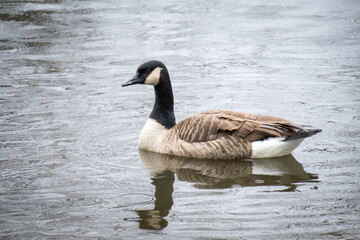Canadian Goose Reflecting in Water while Swimming