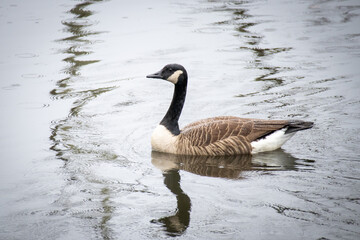 Canadian Goose Reflecting in Water while Swimming