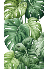 Monstera Leaves on a White Background. Realistic Painted Still Lifes.