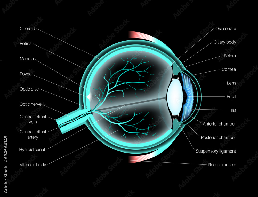 Canvas Prints Eye anatomy poster