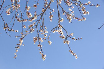 Selective focus of beautiful branches of white blossoms on the tree under blue sky, Beautiful Sakura flowers during spring season in the park, Floral pattern texture, Nature background.