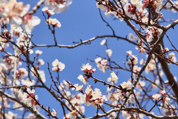 Selective focus of beautiful branches of white blossoms on the tree under blue sky, Beautiful Sakura flowers during spring season in the park, Floral pattern texture, Nature background.