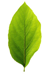 Obraz premium Translucent green leaf on white background