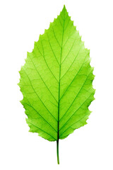 Translucent green leaf on white background
