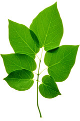 Fototapeta na wymiar Translucent green leaf on white background