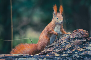 Eichhörnchen Nahaufnahme Winter