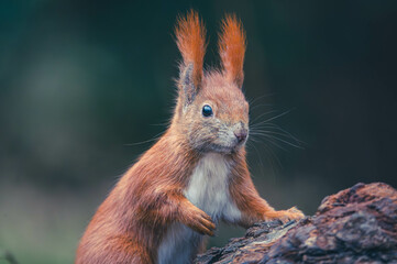 Eichhörnchen Nahaufnahme Winter