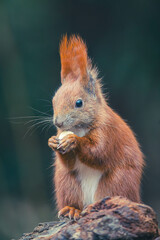 Eichhörnchen Nahaufnahme Winter