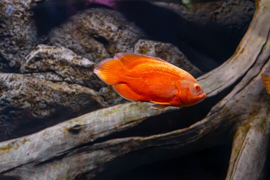 Oscar fish, Astronotus ocellatus, huge cichlid. Bright orange freshwater fish swimming in the aquarium, ocanarium. Aquarium pet, ichthyology, underwater life, fauna