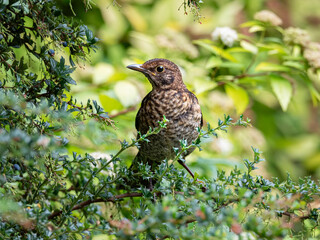 Close up of a female common blackbird on the branch