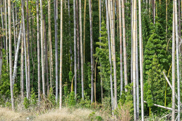 A Bamboo Grove a Vicksburg National Military Park, Mississippi 