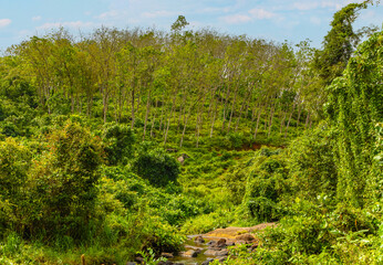 Fototapeta premium Enchanting Rubber Tree Grove in Sri Lanka