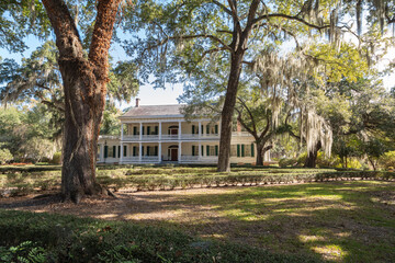 Spanish Moss Hanging from a Canopy of Live Oak Trees on a Cotton Plantation in Louisiana 