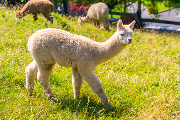 Obraz na płótnie Canvas Alpaca farm, group of alpacas raised for wool, domestic species of artiodactyl mammal of the family Camelidae