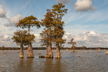 Majestic Cypress Trees and Stumps in the Atchafalaya Basin Swamp, Louisiana, USA - 694574770