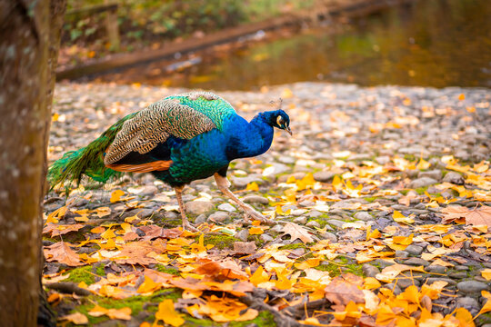 Peacock walking in nature. Peacocks are large pheasant-type birds.