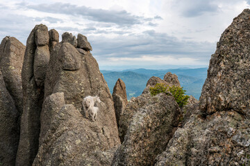 Mother and baby mountain goats on the Cathedral Spires at Custer State Park - South Dakota