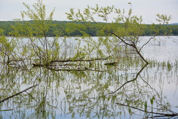 reeds in the water © Sharam