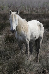 Obraz premium Wildpferde in Albufera in der Natur (Mallorca / Spanien) 