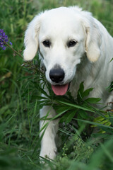 portrait of beautiful Golden retriver walking  in countryside Lupine meadow. close up