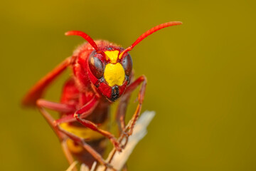 Beautiful Median wasp (Dolichovespula) portrait 