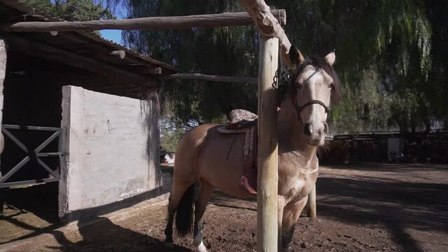 HORSE RIDE FIELD
