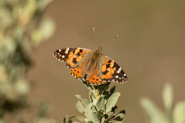 Mariposa Vanessa de los cardos 