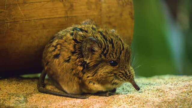 Close view of an Elephant shrew mouse sitting and wiggling his nose.