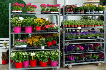 Assorted blooming flowers in pots on racks prepared for sale in store