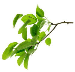 Pear tree branch with green leaves. Garden in spring. Fruit trees. Green leaf, on transparent, png, Summer, eco, farm, garden.