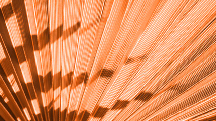 Close up peach fuzz color palm leaf. Peach fuzz Color of the year 2024. Close up palm leaf....