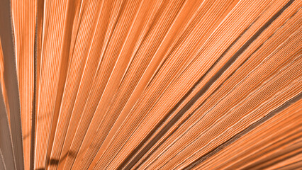 Close up peach fuzz color palm leaf. Peach fuzz Color of the year 2024. Close up palm leaf....