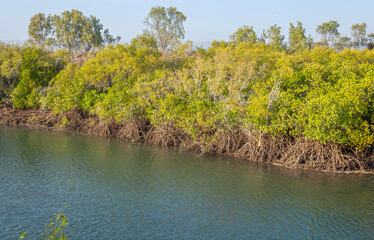 A forest of environmentally significant mangrove trees next to a tidal river showing the mangrove trees' substantial prop root system in Bowen in tropical Queensland, Australia.