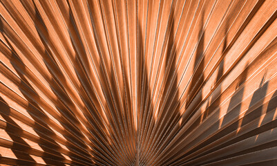 Close up peach fuzz color palm leaf. Peach fuzz Color of the year 2024. Close up palm leaf....
