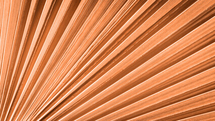 Close up peach fuzz color palm leaf. Peach fuzz Color of the year 2024. Close up palm leaf....