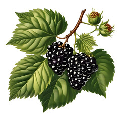 branch with blackberry vintage illustration drawing. Isolated on transparent background