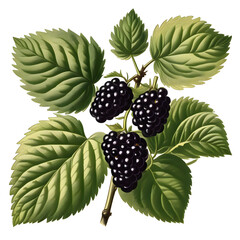 branch with blackberry vintage illustration drawing. Isolated on transparent background