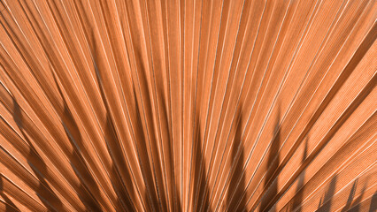 Close up peach fuzz color palm leaf. Peach fuzz Color of the year 2024. Close up palm leaf. Selective focus included