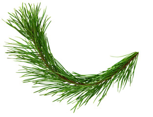 pine cone. branch on transparent, png. Spruce branch with green cones on white. Young pine cone on...