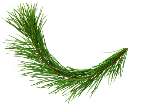 pine cone. branch on transparent, png. Spruce branch with green cones on white. Young pine cone on a green tree branch.