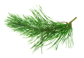 Pine tree branch. Fir twigs with green needles. Winter holiday evergreen decoration, spruce or cedar .transparent, png