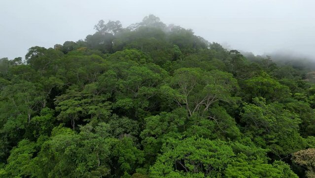 The Amazon's breath. Aerial view showing a thick fog of humidity generated by the brazilian Amazon rainforest, a natural phenomenon that is caused by the high humidity and heat of the rainforest.