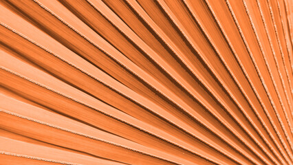 Close up peach fuzz color palm leaf. Peach fuzz Color of the year 2024. Close up palm leaf....