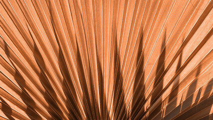 Obraz premium Close up peach fuzz color palm leaf. Peach fuzz Color of the year 2024. Close up palm leaf. Selective focus included