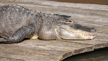 American alligator (Alligator mississippiensis), large crocodilian reptile.