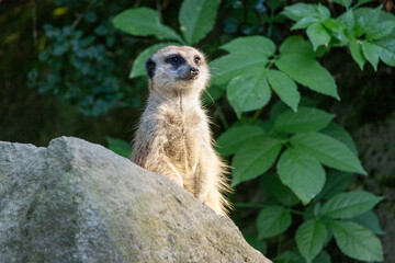 Fototapeta premium The meerkat (Suricata suricatta), portrait of suricate in lookout position.